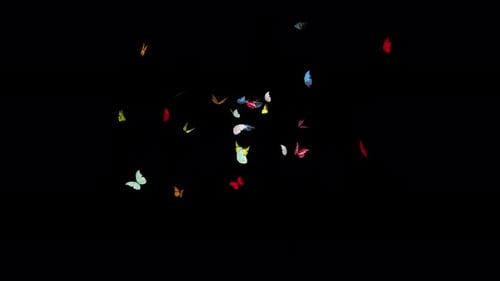 Pequeno pacote de borboletas