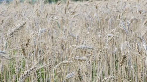Golden ears of wheat on the field.
