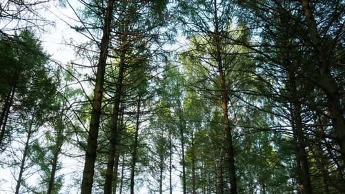 Green Forest Canopy on a Bright Day