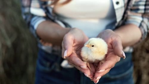 Closeup Female Hands Holding Cute Yellow Chick Surrounded By Straw Field