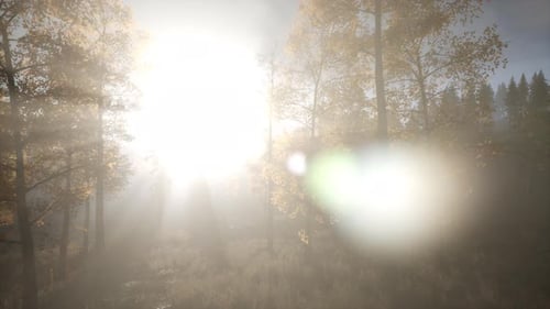Sun Beams Through Trees