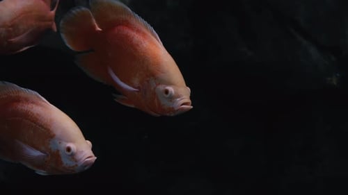 Arten von Weichkorallen und Fischen Lillac Aquarium unter violettem oder ultraviolettem UV-Licht