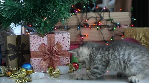 Playful Kitten Exploring Christmas Ornaments Under Tree