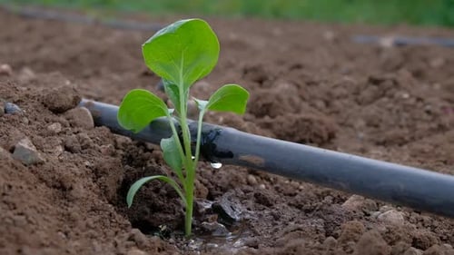 Close-Up of Young Plant Being Irrigated on Farm