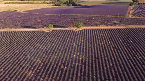 Lavendelfeld in Valensole, Frankreich