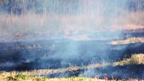 Trockenes Gras brennt im Waldbrand