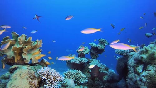 Reef Coral Scene