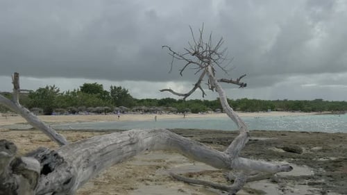 Dry branch on a sandy beach