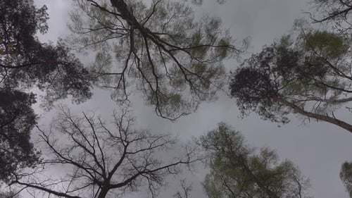 Looking Up Through Silhouetted Branches Against Overcast Sky