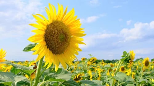 Sonnenblume blüht im Feld auf Himmelshintergrund im Sommertag Closeup