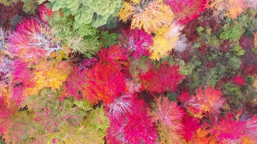 Colorful Autumn Forest Aerial Birds Eye View