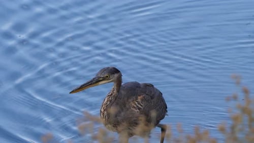 Grey Heron Standing Still in Rippling Blue Water