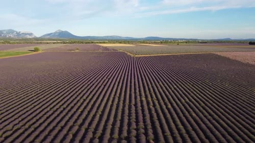 Valensole Lavender Fields Landwirtschaft