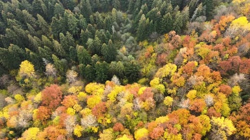 Aerial view of dense green pine forest with canopies of spruce trees and colorful lush foliage