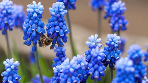 Bee Pollinating Blue Grape Hyacinth Flowers in Spring