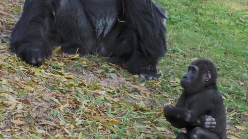 Gorillas Seated on Grassy Hillside