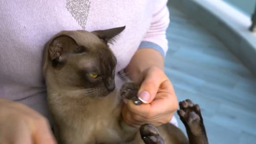 Griffes de coupe chat birman