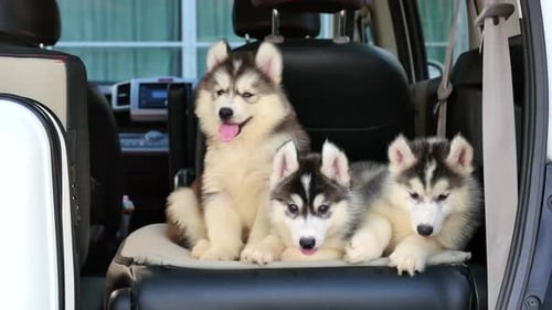 Three Cute Husky Puppies in a Car
