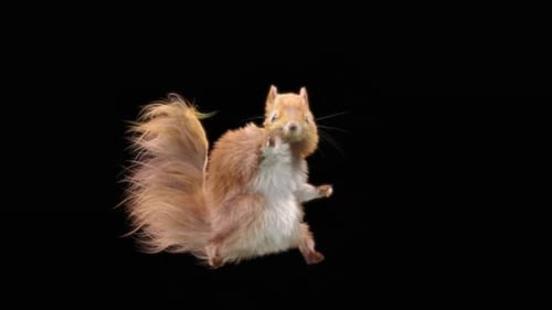 Cute 3D Animated Squirrel Character Posing and Gesturing