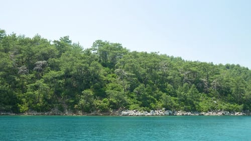 Green forest in the bay by the sea