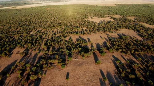 Trees Growing on Plain with Shadows from the Setting Sun, South Africa
