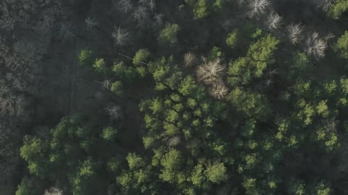 Aerial Forest in Spring or Summer
