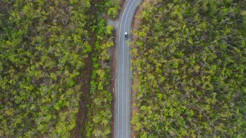 View From a Drone Vertically Down on an Asphalt Road in the Forest at Dawn