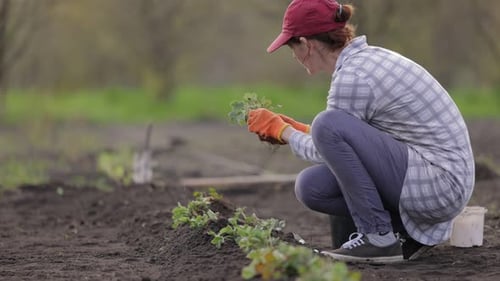 Woman Planting Vegetable Sprouts in Dirt Garden