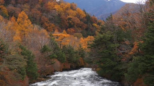 River In Autumn Forest
