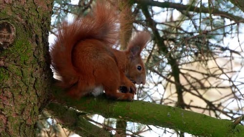 Red Squirrel Perched Peacefully on Tree Branch