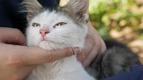 Katze (2,7 K)