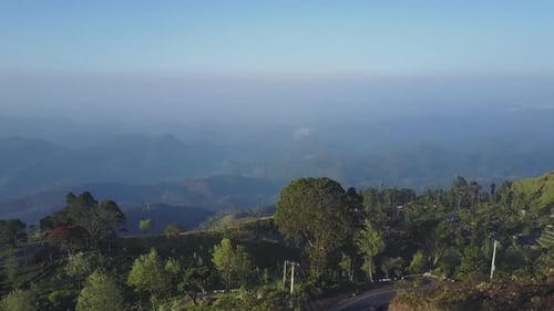 Plantations de thé avec arbres verts luxuriants sur des pentes dans le brouillard