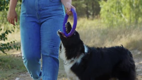 Young Plump Woman Walking with Her Dog in the Forest the Dog Trying to Reach the Toy in Her Hand