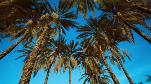 Rotating Low Angle View Under Swaying Palm Trees and Blue Sky