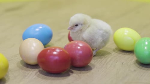 Fluffy Chick with Colorful Easter Eggs