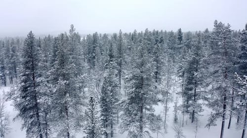 Flying Through Huge Mountain Trees in the Evening in Heavy Snowfall and Fog in the Mountains in the