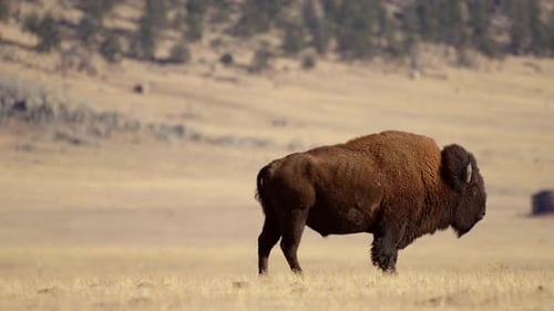 Bisonte americano de la pradera de Colorado