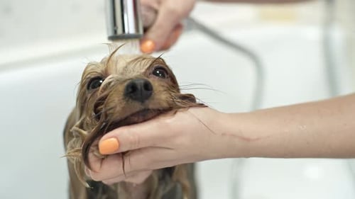 Bathing Yorkshire Terrier Puppy