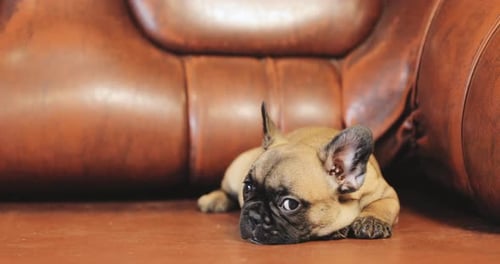 Adorable French Bulldog Puppy Resting Indoors on Couch