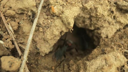 Video Footage of Ants Moving By Ant Nest