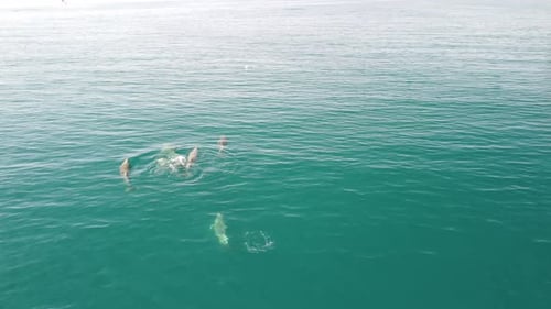 Aerial View of the Dolphins Slowly Swimming in Crystal Clear Calm Turquoise Waters