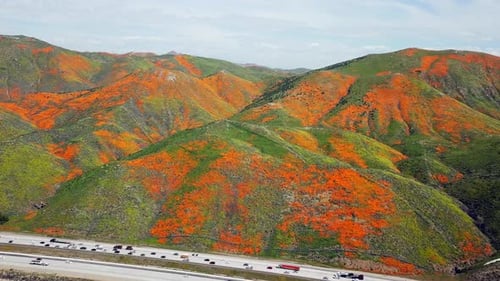 Sobrevoo aéreo da super floração de papoilas douradas pelo Lago Elsinore, Califórnia e Walker Canyon b.