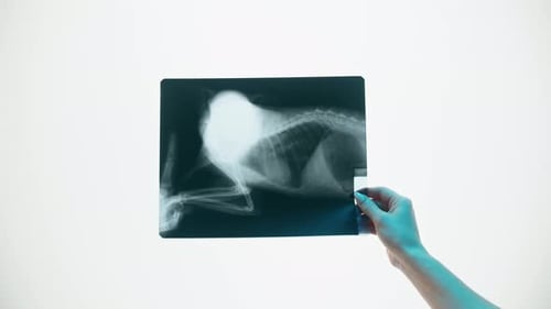 Hand Holds Pet Animal X-Ray Image