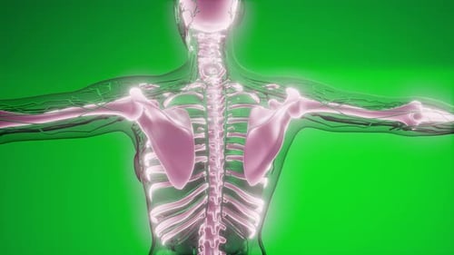 Detailed 3D Animation of Human Skeleton and Nervous System Scan