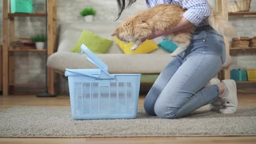 Woman Putting Fluffy Cat Into Pet Carrier