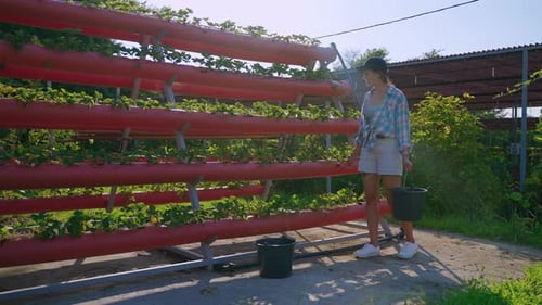 Eco Friendly Farming and Growing Strawberry in Ecological Agricultural Area Hydroponic