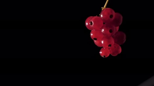 Close Up of Vibrant Red Currants on Black