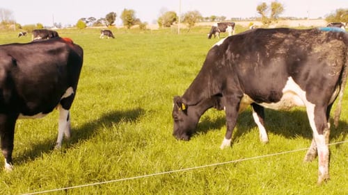 Herd of cattles grazing in the field