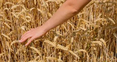 Hand Gently Touching Wheat in a Golden Field