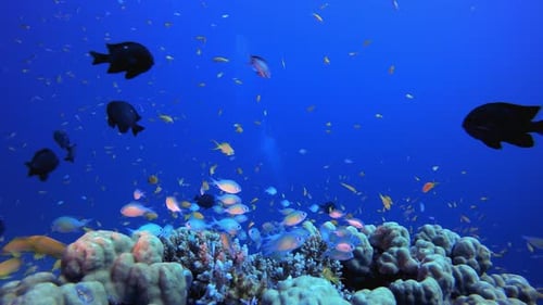 Underwater Fish and Coral Garden